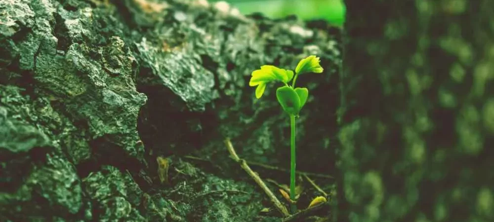 New Beginnings-image