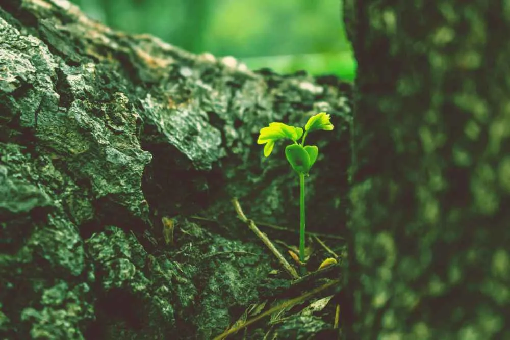 New Beginnings