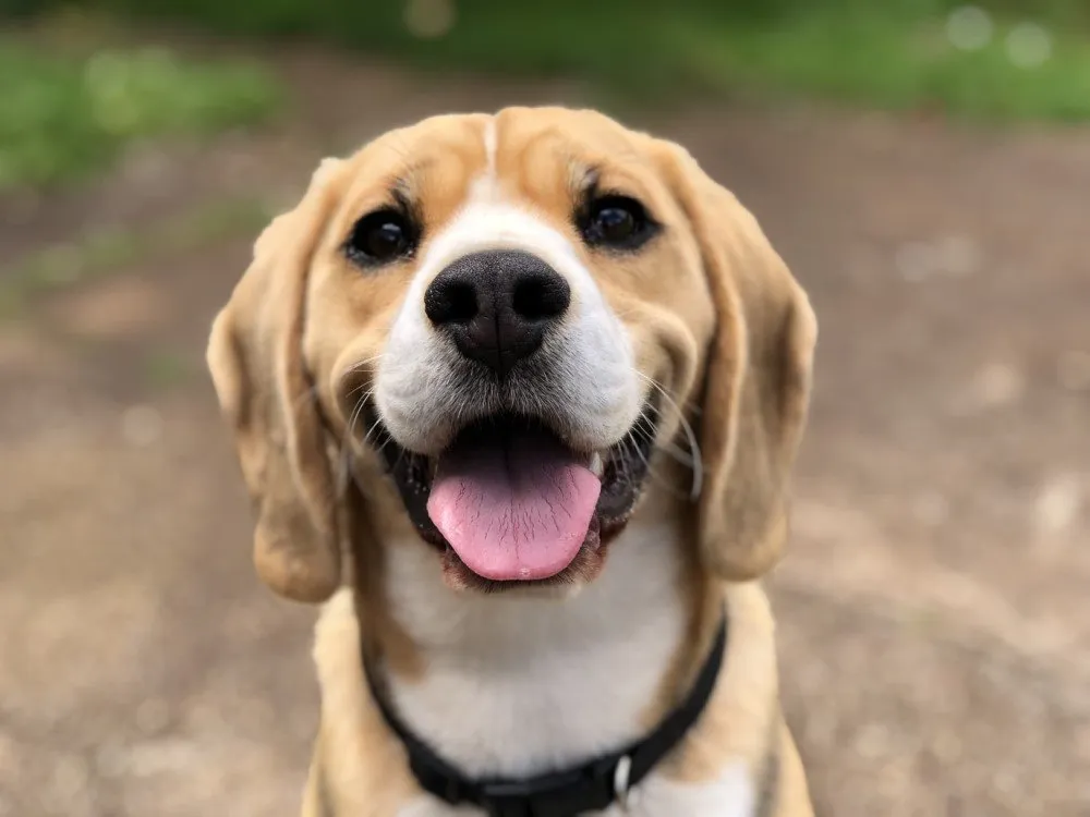 happy-dog